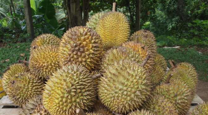 Orang Putih vs Raja Buah – Durian Runtuh